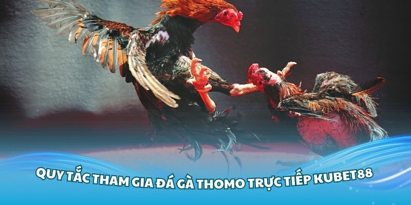 Tìm hiểu quy tắc tham gia đá gà Thomo trực tiếp Kubet88